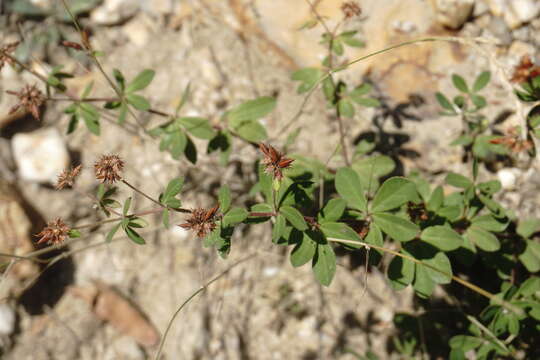 Image of Dorycnium graecum (L.) Ser.