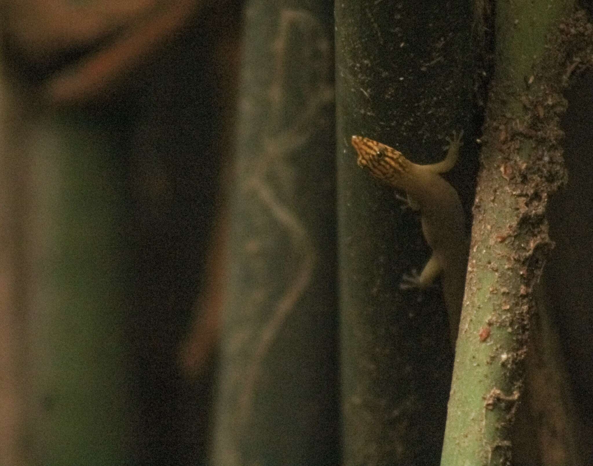 Image of Caribbean Least Gecko