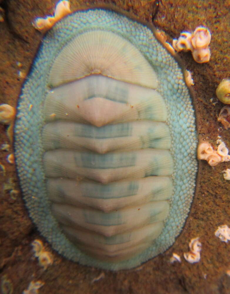 Sivun Chiton glaucus Gray 1828 kuva