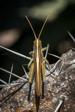 Image of Schistocerca cohni Song & H. 2006