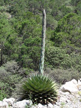 Image de Agave montana Villarreal