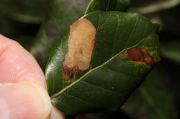 Phyllonorycter messaniella (Zeller 1846)的圖片