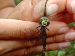 Image of bog hawker