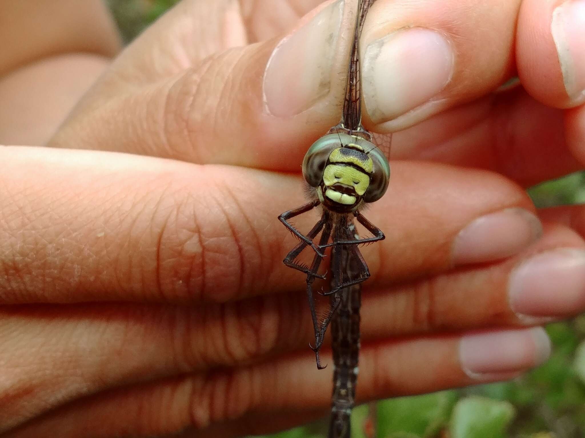 Image of bog hawker