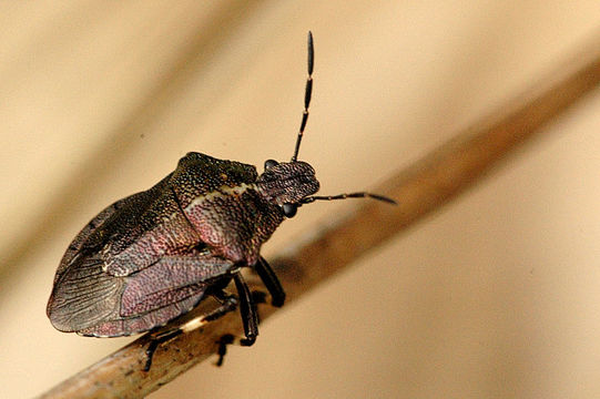 Image of Heather Bug