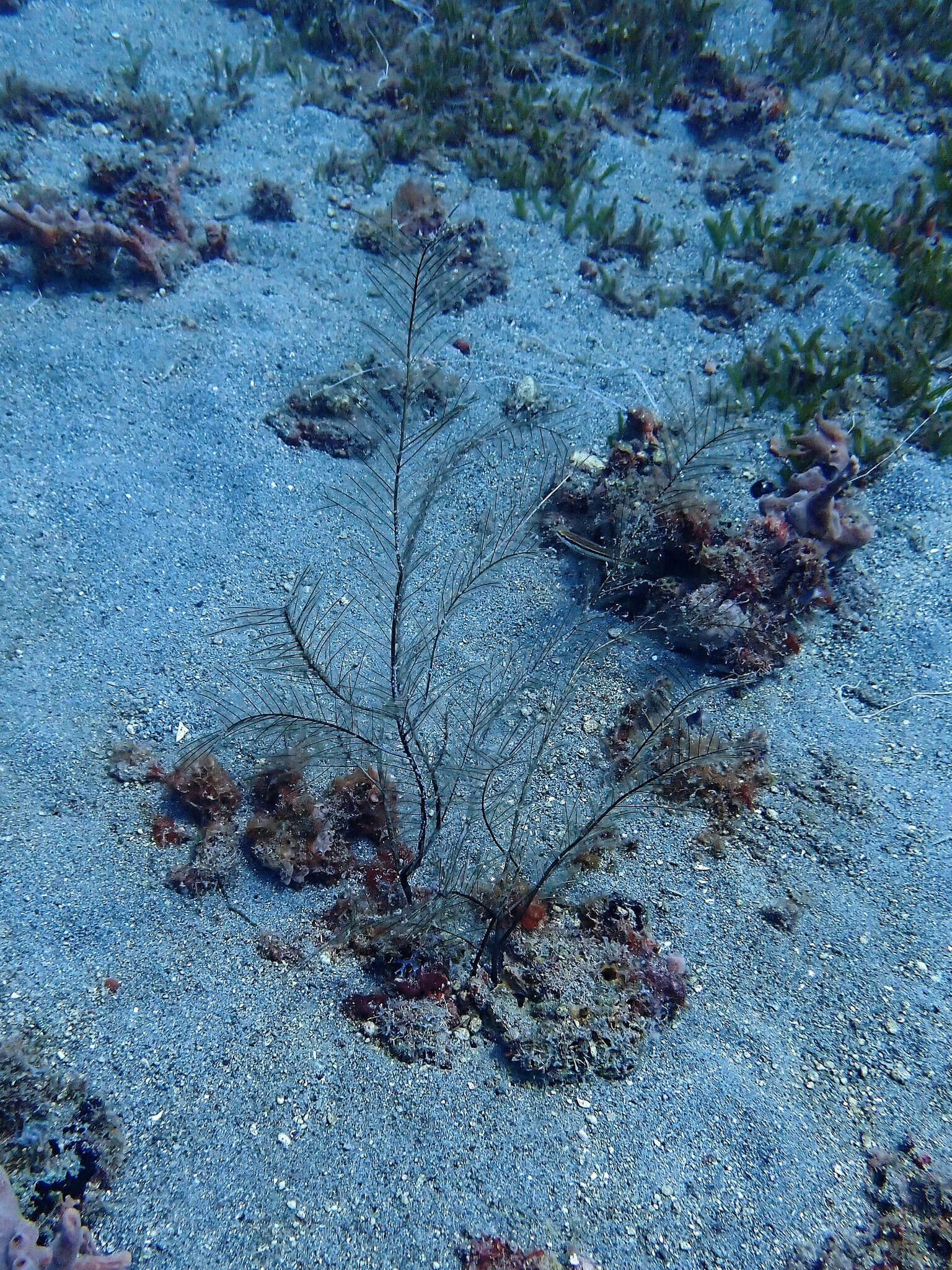 Image of Dentitheca dendritica (Nutting 1900)