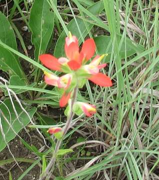 Image de Castilleja indivisa Engelm.