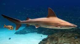 Image of Sandbar Shark