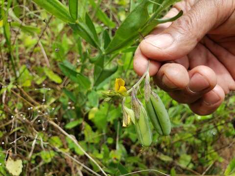 Image de Crotalaria stipularia Desv.