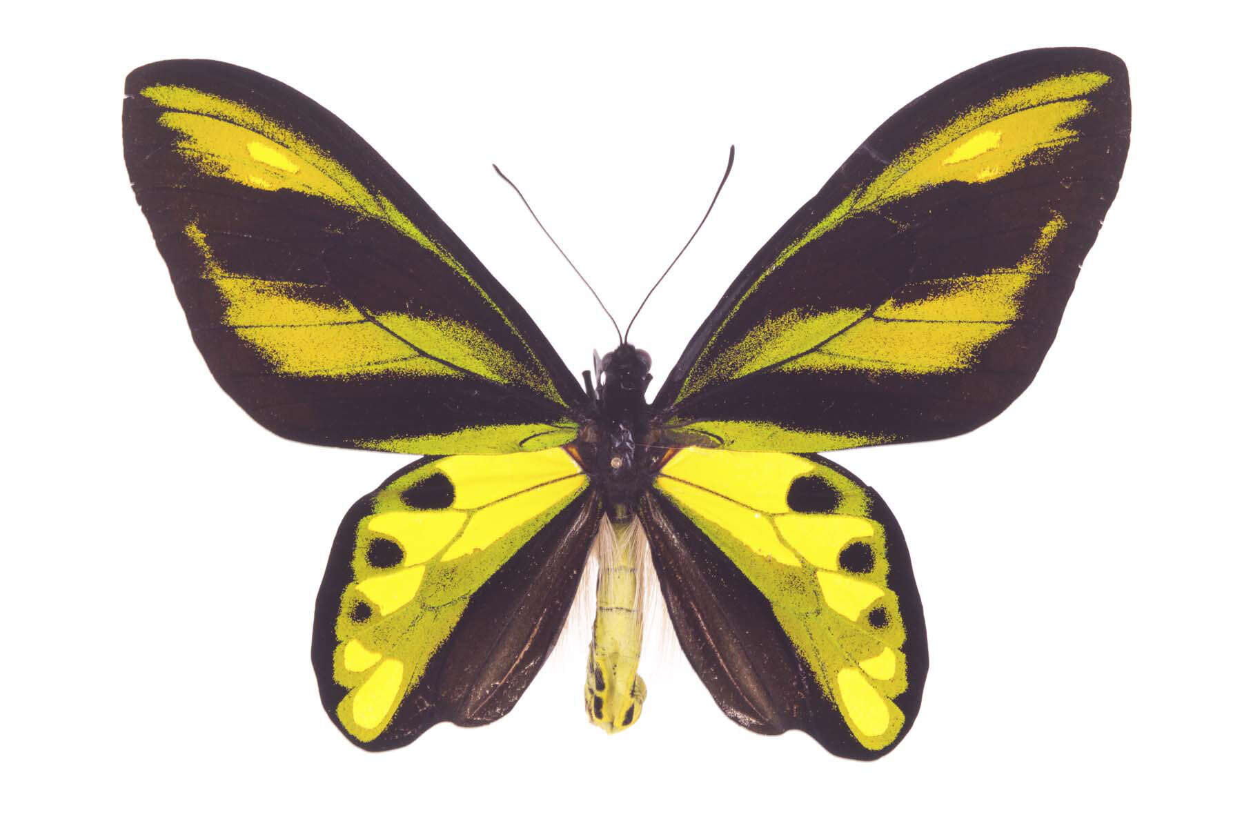 Слика од Ornithoptera tithonus de Haan 1840