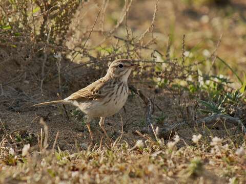 Image of Berthelot's Pipit