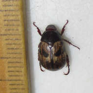 Image of Shining Leaf Chafer