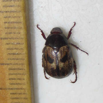 Image of Shining Leaf Chafer