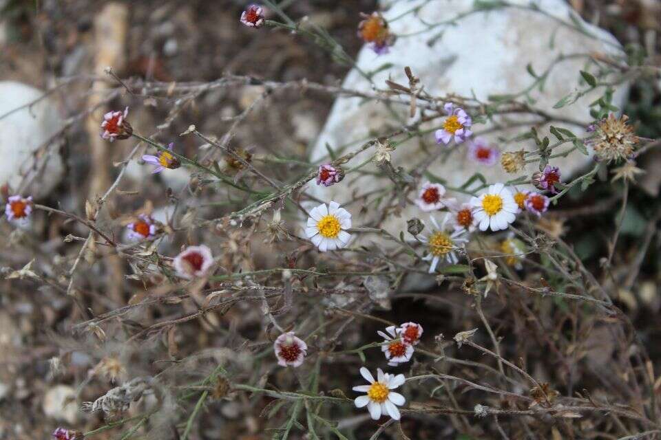 Image of manyflower leastdaisy