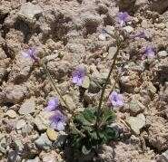 Image of Mussentuchit Creek gilia