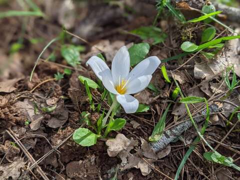 Image of smooth crocus