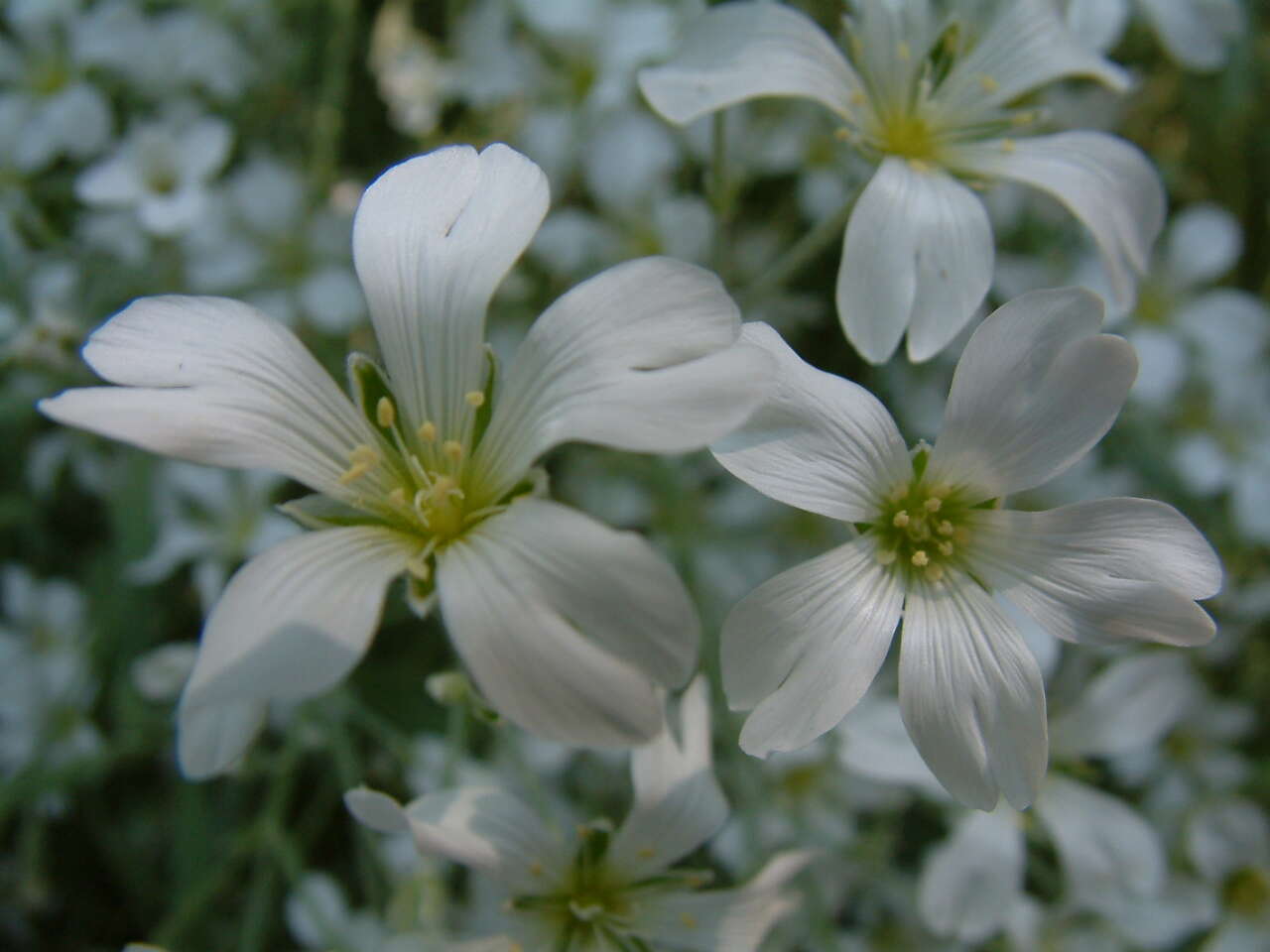 Imagem de Cerastium biebersteinii DC.