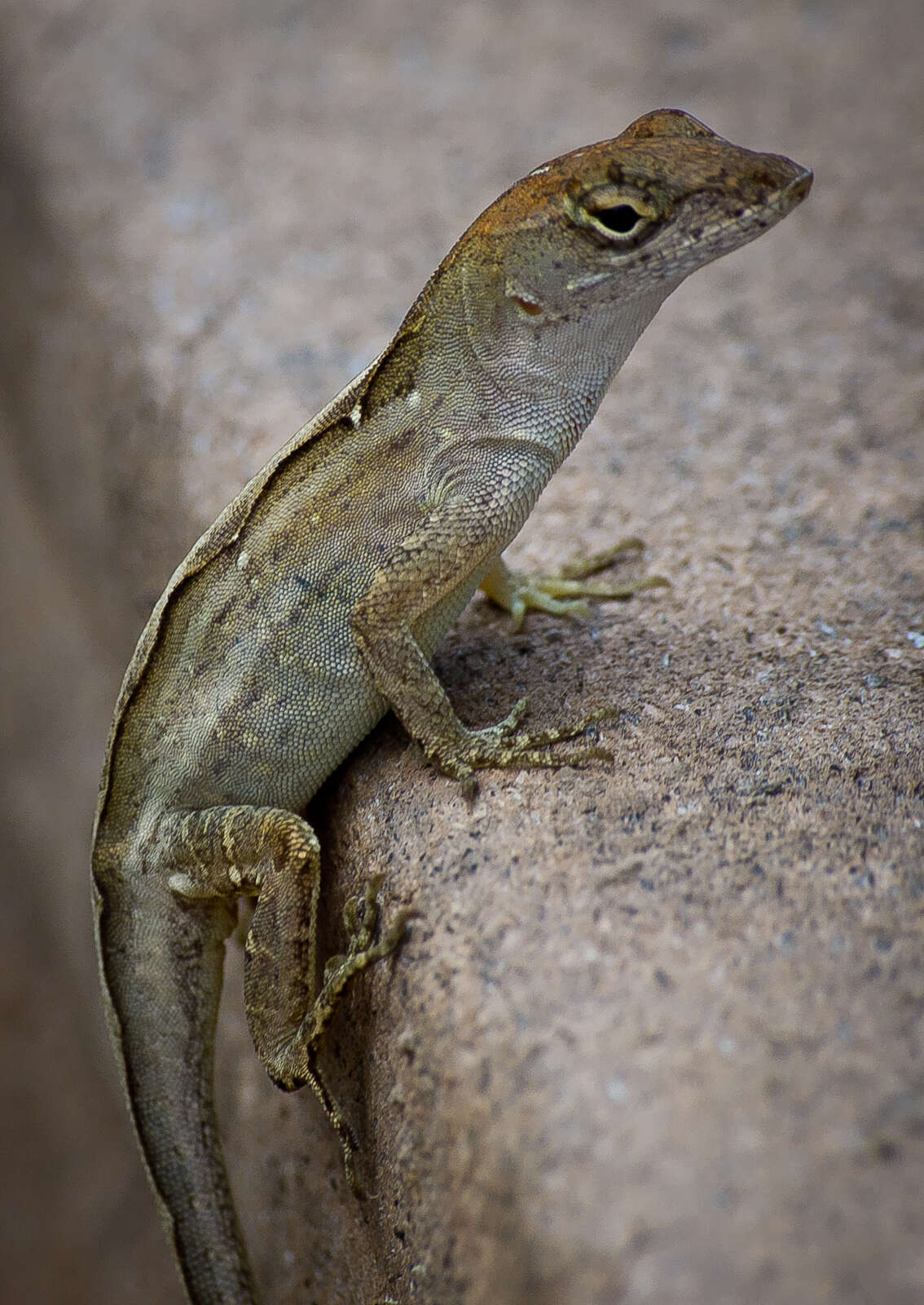 Image of Bahaman brown anole