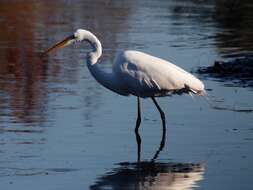 Image of Great Egret