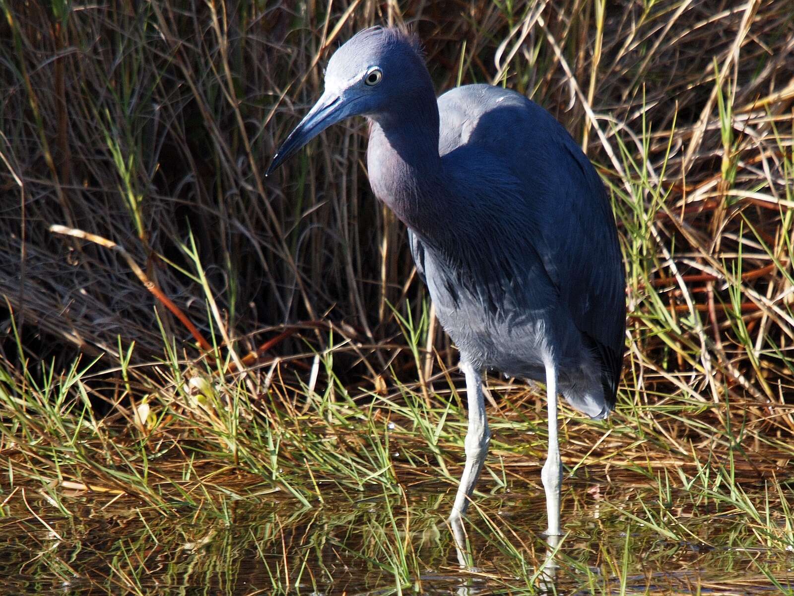 Слика од Egretta caerulea (Linnaeus 1758)