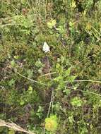 Image of Stenanthium densum (Desr.) Zomlefer & Judd