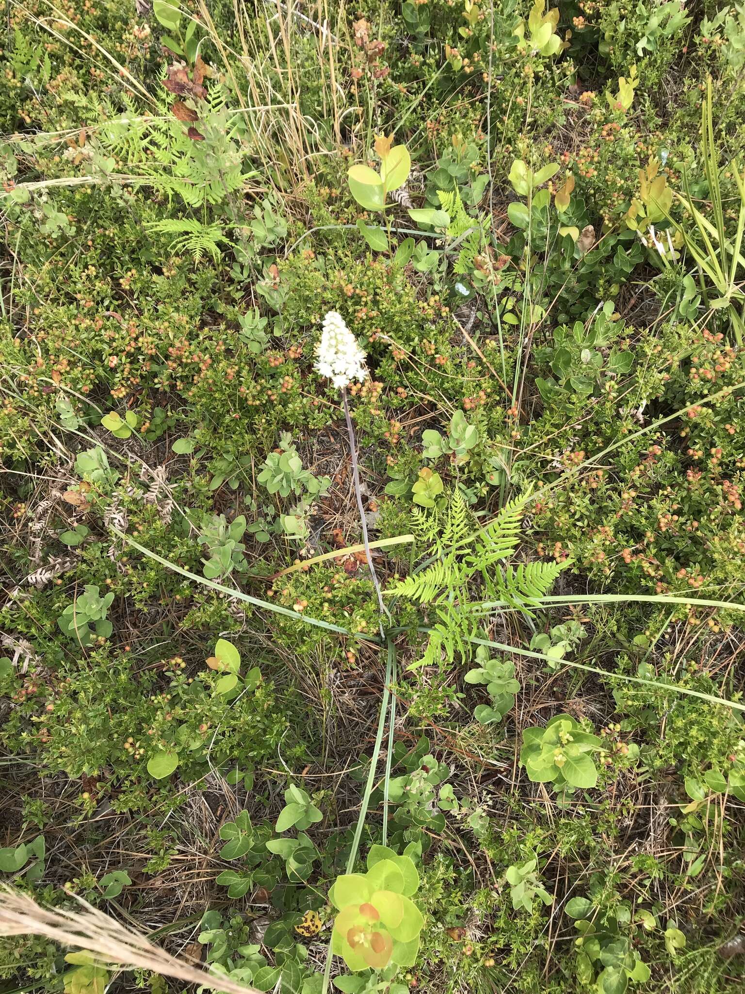 Image of Stenanthium densum (Desr.) Zomlefer & Judd