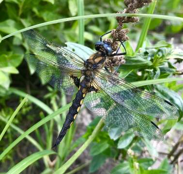 Image of eurasian baskettail