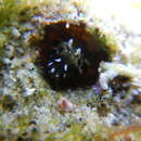 Image of Barcheek blenny