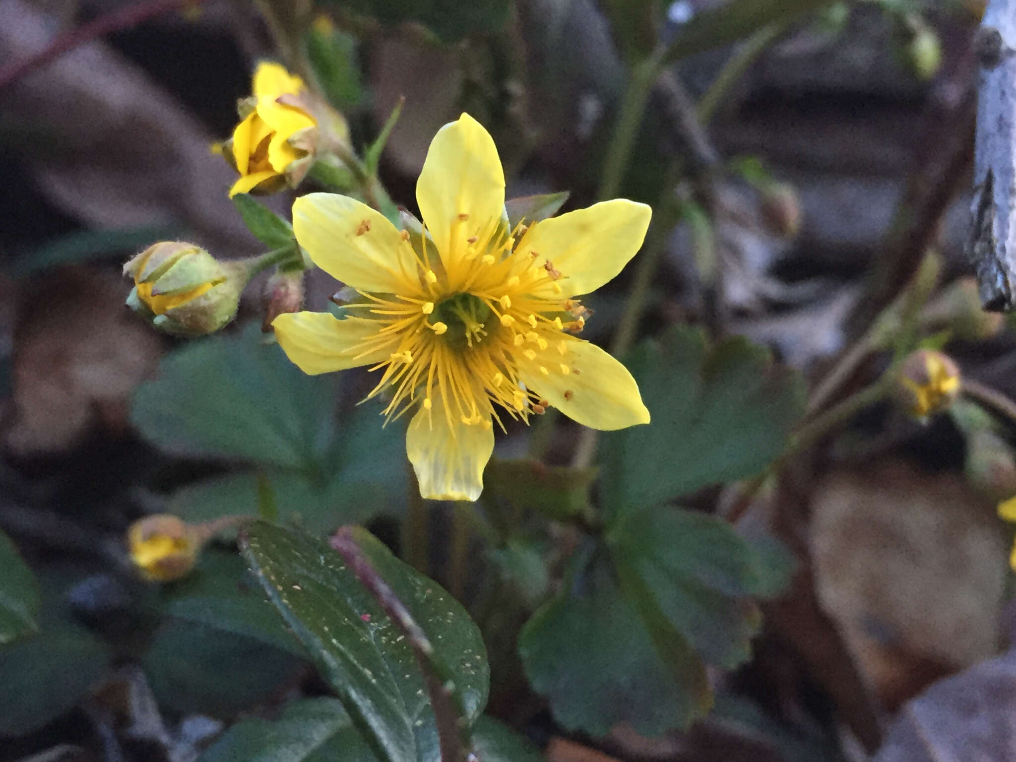 Слика од Geum fragarioides (Michx.) Smedmark