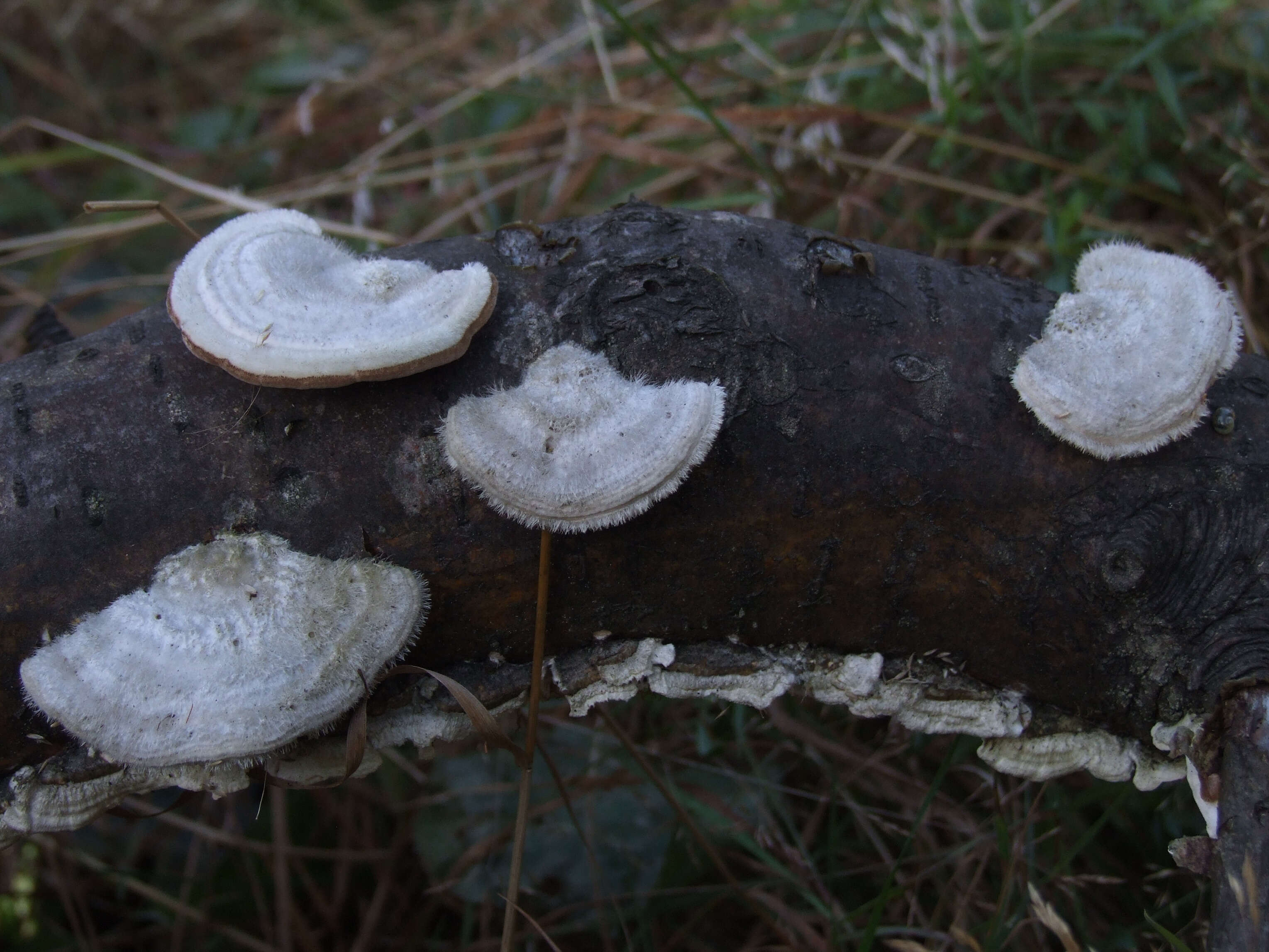 Image of Trametes pubescens (Schumach.) Pilát 1939