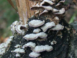 Trametes hirsuta (Wulfen) Lloyd 1924 resmi