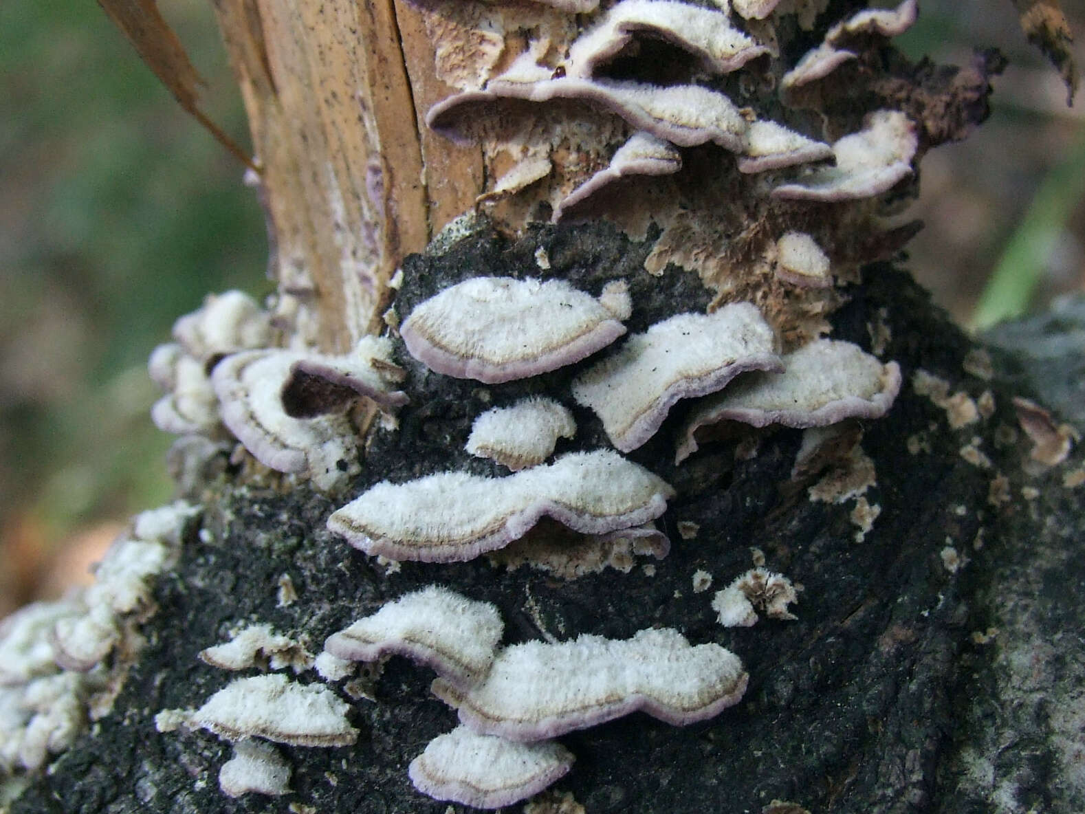 Trametes hirsuta (Wulfen) Lloyd 1924 resmi