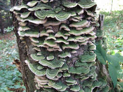 Image of Trametes hirsuta (Wulfen) Lloyd 1924