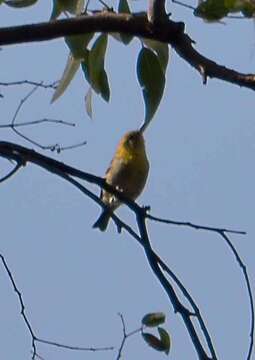 Peucedramus Coues 1875的圖片