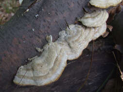 Image of Trametes hirsuta (Wulfen) Lloyd 1924