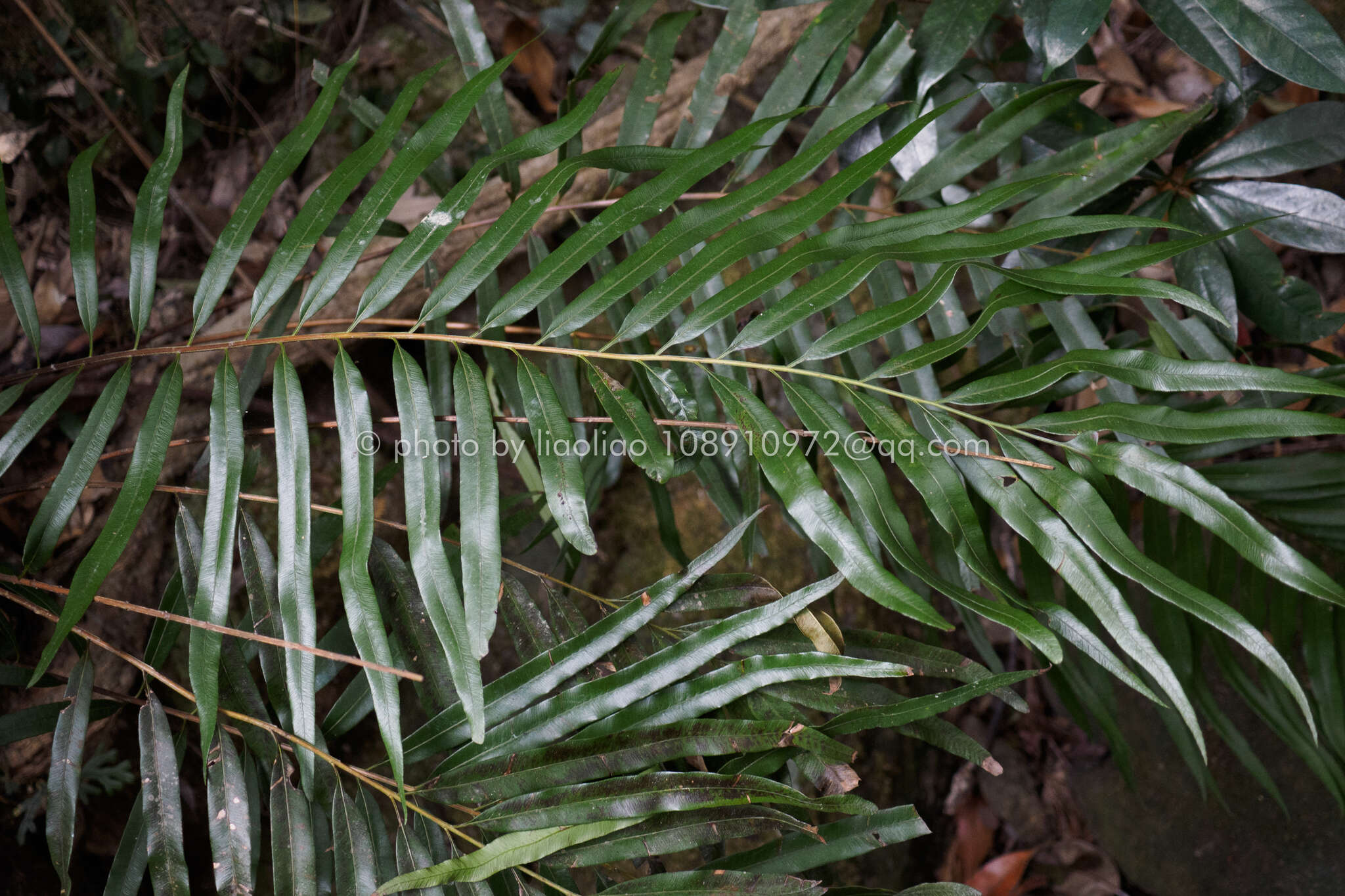 Image of Plenasium vachellii (Hook.) Presl