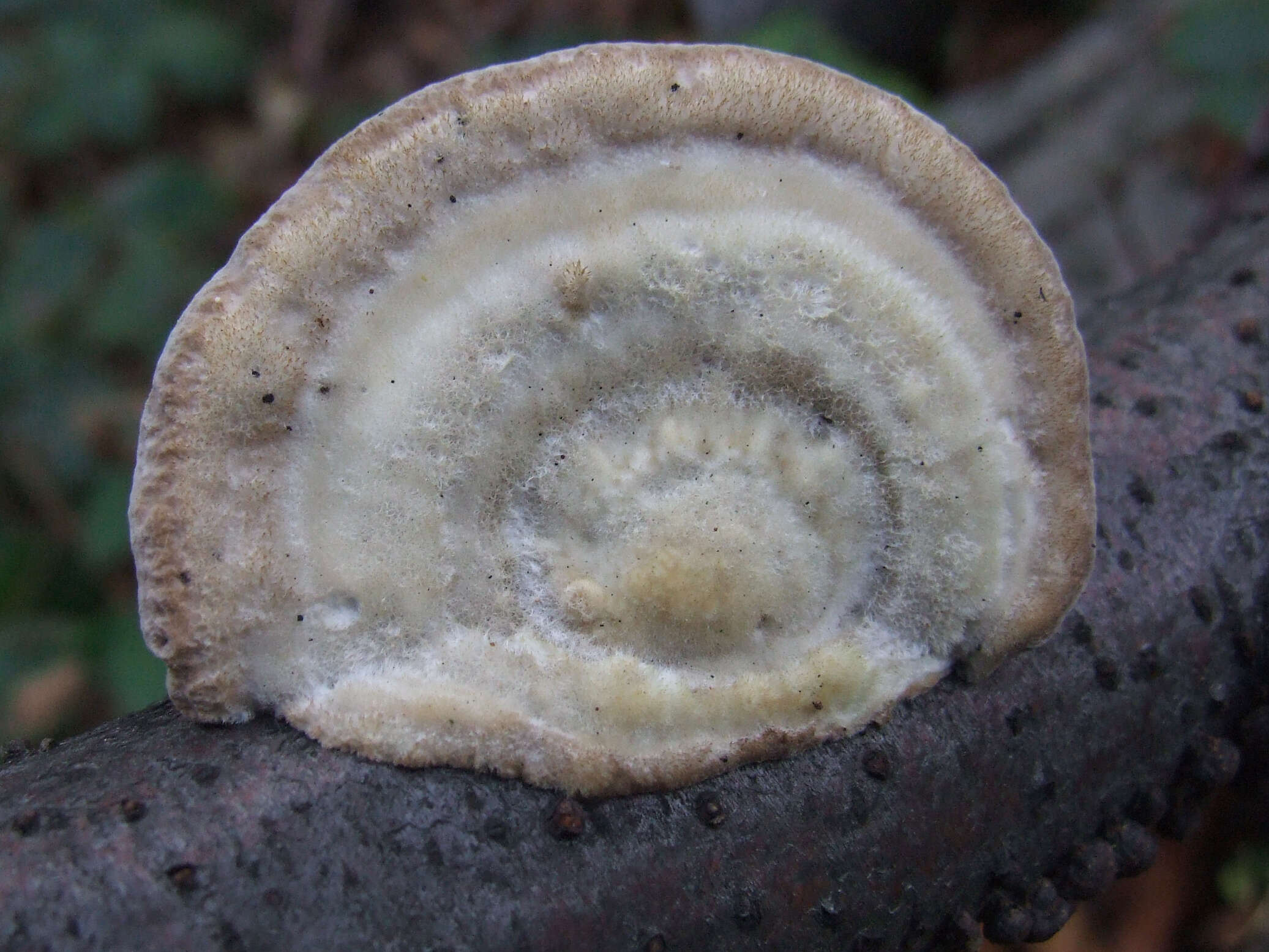 Trametes hirsuta (Wulfen) Lloyd 1924 resmi