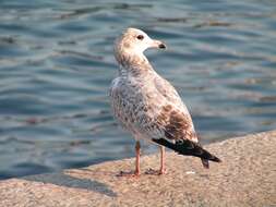 Image of Ring-billed Gull