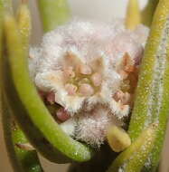 Image of Phylica wittebergensis Pillans
