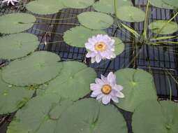 Image of Australian water-lily