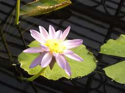 Image of Australian water-lily