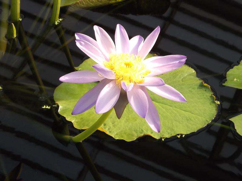 Image of Australian water-lily