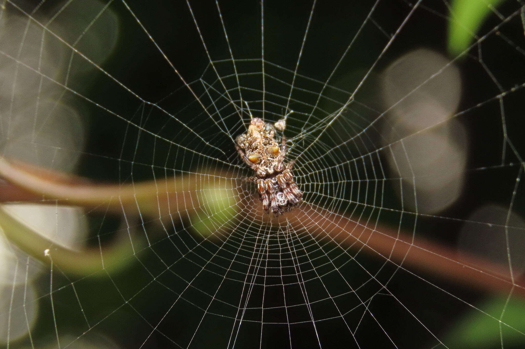 Image of Cyclosa diversa (O. Pickard-Cambridge 1894)