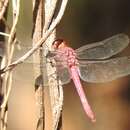 Orthemis discolor (Burmeister 1839) resmi