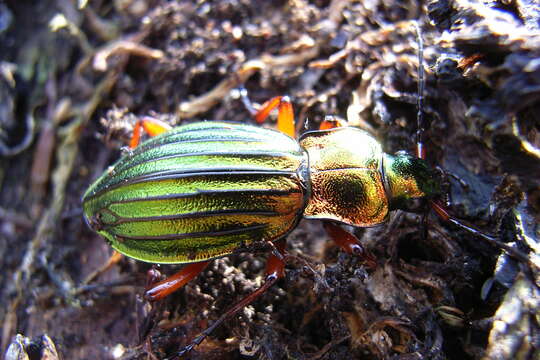 Carabus (Chrysocarabus) auronitens Fabricius 1792 resmi