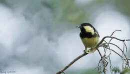 Image of Periparus ater ledouci (Malherbe 1845)