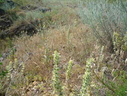 Image of Sideritis montana subsp. montana