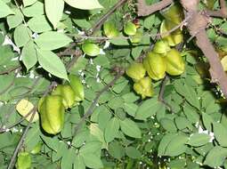 Image of carambola