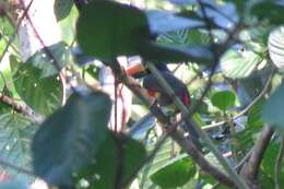 Image of Fiery-billed Aracari