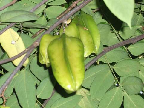 Image of carambola